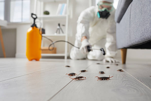 Commercial Kitchen Cockroach Control in Ely